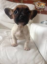 Find a french bulldog on gumtree, the #1 site for dogs & puppies for sale classifieds ads in the uk. French Bulldog X Jackawawa Puppies Romford Essex Pets4homes French Bulldog Puppies Cute Puppies