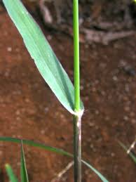 Image result for Urochloa leersioides