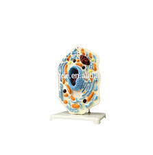 Here i will show you those models that may be your. V Am005 Biological Teaching Aids Plastic Animal Cell Structure Model Buy Animal Anatomical Model Animal Cell Model Teaching Model For Biology Product On Alibaba Com