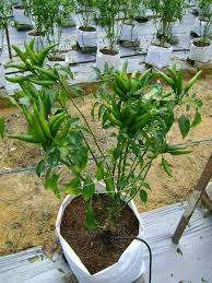 Pokok orkid sebenarnya memerlukan keadaan persekitaran yang panas pada sebelah siang hari dan sejuk pada sebelah malam. Cantik Berseri Macam Jambangan Bunga Ini Caranya Tanam Cili Jambak Di Kawasan Rumah Vanilla Kismis