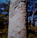 Image result for Brachystegia glaucescens