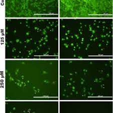 Neurotoxic Effect Of Fipronil In Neuroblastoma Sh Sy5y Cell Line Request Pdf