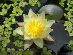 This method works best with very small dwarf varieties such as nymphaea 'pygmaea helvola'. No Pond No Problem Water Lilies Thrive In Containers