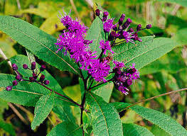 Image result for ironweed plant