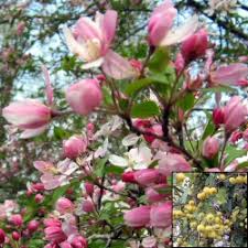 Fast delivery, safe ship warranty! Buy Floribunda Crab Apple Tree Online Free Uk Delivery Free 3 Year Tree Warranty