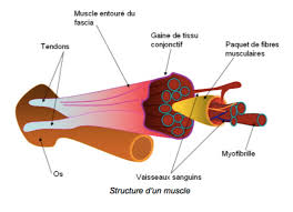 Élongation, contracture ou rien du tout ? Elongation Dechirure Rupture Musculaire Danse Ta Sante