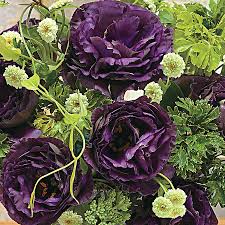 Rose 'pearl', floribunda rose 'pearl', cluster flower rose 'pearl', rosa 'belami', rosa 'elegant fairy tale', rosa 'korterschi', rosa 'bremer stadtmusikanten'. Black Pearl Lisianthus Seeds Ws 22476 4 00 Weseeds Com