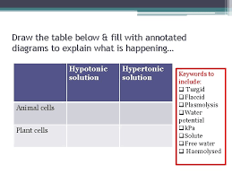 A solution outside of a cell is called hypertonic if it has a greater concentration of solutes than the cytosol inside the cell. What Can You Remember About Osmosis From Gcse