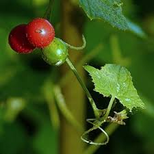 Image result for Cucumis aetheocarpus