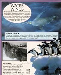 Birds That Look Like Penguins But Can Fly Penguin Facts Penguin Place Penguin Facts What Is Like Penguins