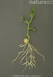 Image result for Pisum sativum