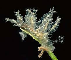 Image result for Melinis ambigua