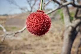 Image result for Parkia