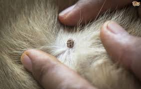 Another disease that ticks carry is ehrlichiosis. How To Identify And Remove Ticks From Your Pet Pets4homes