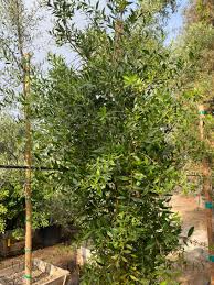 Image result for Maytenus