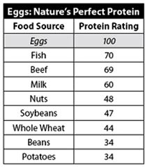 egg protein chart how many proteins does egg contain