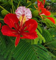 Image result for Delonix