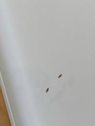 I Pidocchi Non Sempre Si Vedono Ma Ci Sono Cosa Fare E Come Scoprire Se Ci Sono Mammadalprimosguardo