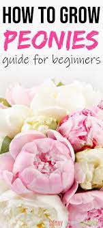 How To Grow Beautiful Peonies Successfully Growing Peonies Planting Peonies Peonies Garden
