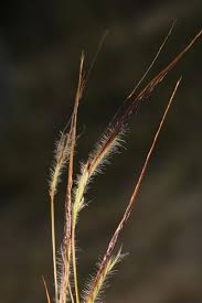 Image result for Heteropogon