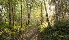 Eastern white pine is the state tree of several states. Washington State Reisebericht 10 Highlights Tipps Breuers Usa Reiseblog