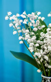 That in meek beauty dost lean. Royalty Free Photo Closeup Photo Of Lilly Of The Valley Flower Pickpik