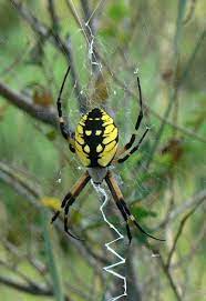 This family is one of the most diverse in the world and contains many different species of spiders. Don T Be Spooked By Spiders North Carolina Cooperative Extension