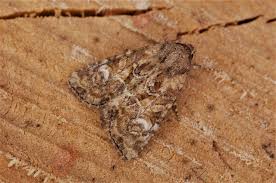 Image result for Photedes minima