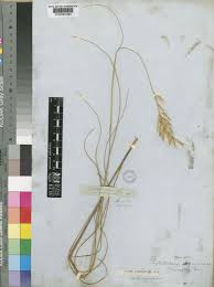 Image result for Pentameris