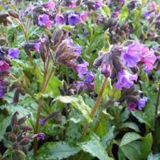 Image result for Pulmonaria Silverado