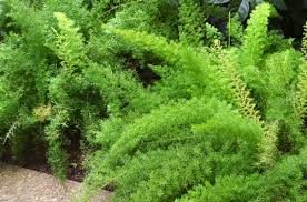 It is not a fern, however, but a member of the asparagus family. Asparagus Densiflorus Myersii Sloat Garden Center