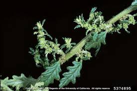 Image result for Dysphania pumilio