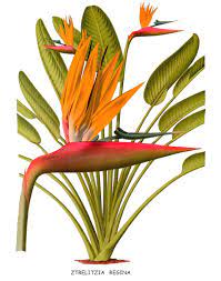Antique French Botanical Print Bird Of Paradise Flower Etsy In 2021 Botanical Prints Botanical Drawings Botanical Illustration