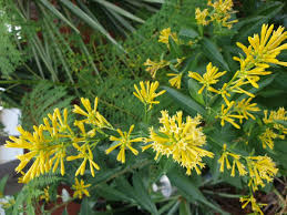 Image result for Cestrum parqui