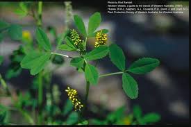 Image result for Melilotus indicus