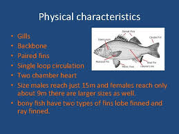 Check spelling or type a new query. Bony Fish By Roxana Avelar Vanessa Ramirez Yaylyn