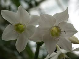 White flowers | eucharis amazonica the amazon lily. Eucharis Grower Direct Fresh Cut Flowers Presents