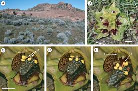 Image result for Satyrium