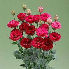 Image result for Coleus lasianthus