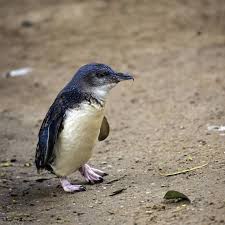 Kiwis, schafe und maoris, klar. Wilderer Stehlen Zwergpinguine In Neuseeland Ein Tier Stirbt Stern De