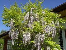 Bildergebnis Fur Weisser Goldregen Blauregen Blauregen Baum Traumgarten