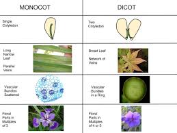The language of flowers companion a consumer's dictionary of food additives, 7th edition. Dicotyledon Wikipedia