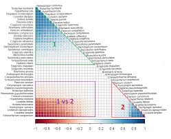 Image result for Urelytrum agropyroides