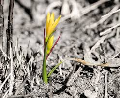 Image result for Hermannia floribunda