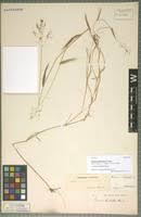 Image result for Panicum hochstetteri