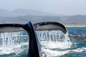 Ports of call tours in long beach: Santa Monica Redondo Palos Verdes Bay Whale Watching Cruise 2021 Long Beach