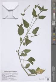 Image result for Asystasia malawiana