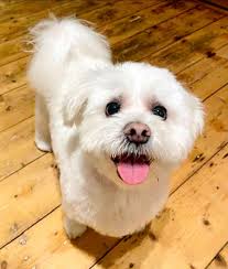 Support for justice for animal in need