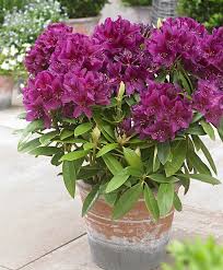 Sales 200 Pcs Bag Rare Rhododendron Azalea Bonsai Looks Like Sakura Japanese Cherry Blooms Flower Potted Plant Cherry Blooms Flower Pots Flower Gardening Diy