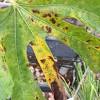 Stem borer, mealy bugs, fruit fly, aphids and scale can also affect fig trees. Https Encrypted Tbn0 Gstatic Com Images Q Tbn And9gcq7pkj7tcnrnqmf7pv1us Nbbolt2ndbb7yeuys9ts Usqp Cau